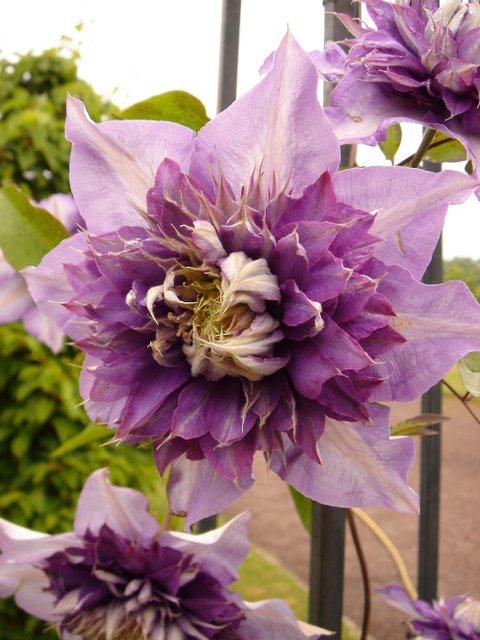 Clematis patens 'Multiblue'